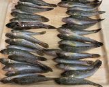 ハゼの唐揚げ&ゴハンがススム甘辛味作り方1写真