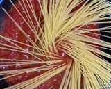 トマトとチーズたっぷりのワンポットパスタ作り方8写真