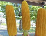 甘い！農場直伝！とうもろこしの茹で方作り方6写真