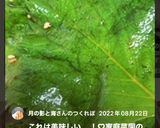 大葉のコチュジャン漬け作り方11写真