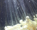 ほうれん草とエノキ簡単のり和え♪作り方1写真