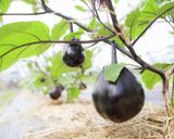 にんにく味噌のなす田楽作り方11写真