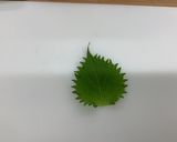 【大崎市】くるみ入りしそ巻き【大崎耕土】作り方2写真