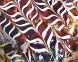 ふわふわ！お好み焼き＊モダン焼きにも作り方7写真