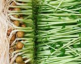 青臭さ感じない！豆苗の塩麹胡麻和え作り方1写真