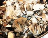 本気で舞茸シャキッシャキッ炊き込みご飯作り方3写真