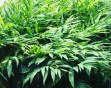 茗荷の葉寿司作り方1写真