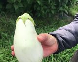 白なす賀茂なすステーキ☆☆切って焼くだけ作り方6写真