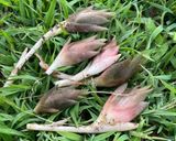 茗荷の甘酢漬け◎ミョウガ大量消費作り方1写真