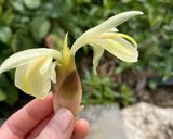 茗荷の甘酢漬け◎ミョウガ大量消費作り方5写真