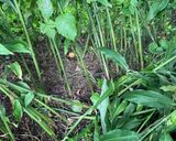 茗荷の甘酢漬け◎ミョウガ大量消費作り方7写真