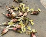 茗荷の甘酢漬け◎ミョウガ大量消費作り方6写真