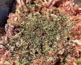 キャベツメンチ(黒胡椒たっぷり)作り方5写真