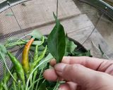 葉唐辛子の佃煮作り方1写真