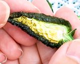 乾燥ハラペーニョとハラペーニョパウダー作り方5写真