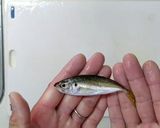 断然食べやすい！豆あじの下処理　動画有り作り方1写真