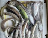 マヨネーズでふわっと仕上がるキスの天ぷら作り方5写真