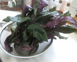 金時草(汁)のちらし寿司作り方1写真