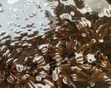 めんつゆで生ひじきの煮物作り方1写真