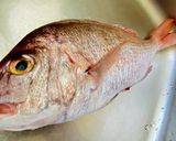 【真鯛】自分で捌こう!お得な真鯛作り方1写真