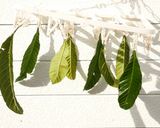 【ノンカフェインお茶】びわ葉茶作り方2写真