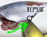王道!アジの三枚おろし作り方3写真