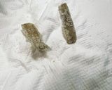 ブルーギルの一夜干し作り方2写真