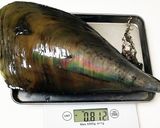 タイラギ造り（おまけ付き）作り方1写真