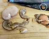 タイラギ造り（おまけ付き）作り方11写真