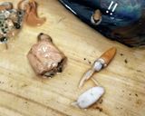 タイラギ造り（おまけ付き）作り方14写真