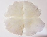 春雨サラダ風？白滝ともやしの中華サラダ作り方1写真