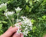 カンタン！ニラの花の中華ソース作り方1写真