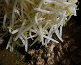 手抜きをしたい日のもやし炒め♪♪簡単♪作り方3写真