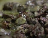 イタリアンればにら作り方6写真