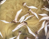 ツナ缶で簡単☆ツナとしめじの和風パスタ作り方1写真