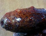 赤なまこのさばき方作り方3写真