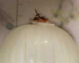 キレイに簡単にできる玉ねぎのみじん切り作り方1写真