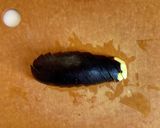 水茄子の浅漬け作り方1写真