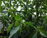 シシトウの塩麴炒め作り方1写真