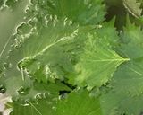やみつき大葉作り方1写真