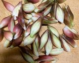 茗荷の甘酢漬け作り方1写真