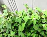 どくだみ茶の作り方作り方1写真