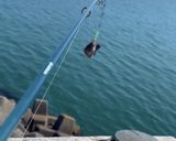 あっさり！カリッとお魚唐揚げ作り方1写真