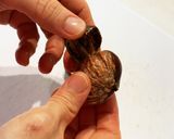 キッチンばさみで簡単！鬼皮の剥き方　作り方5写真