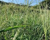 ★野草茶★メヒシバを干すだけ！で良き作り方1写真