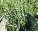 ★野草茶★メヒシバを干すだけ！で良き作り方2写真