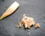 簡単！卵サラダ　みょうが風味作り方3写真
