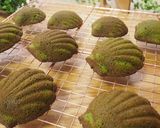 抹茶好きさんに捧ぐ♥抹茶のマドレーヌ作り方7写真