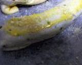 ウインナーπ（パイ）作り方4写真