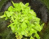 残り野菜とお豆腐のサラダ作り方2写真